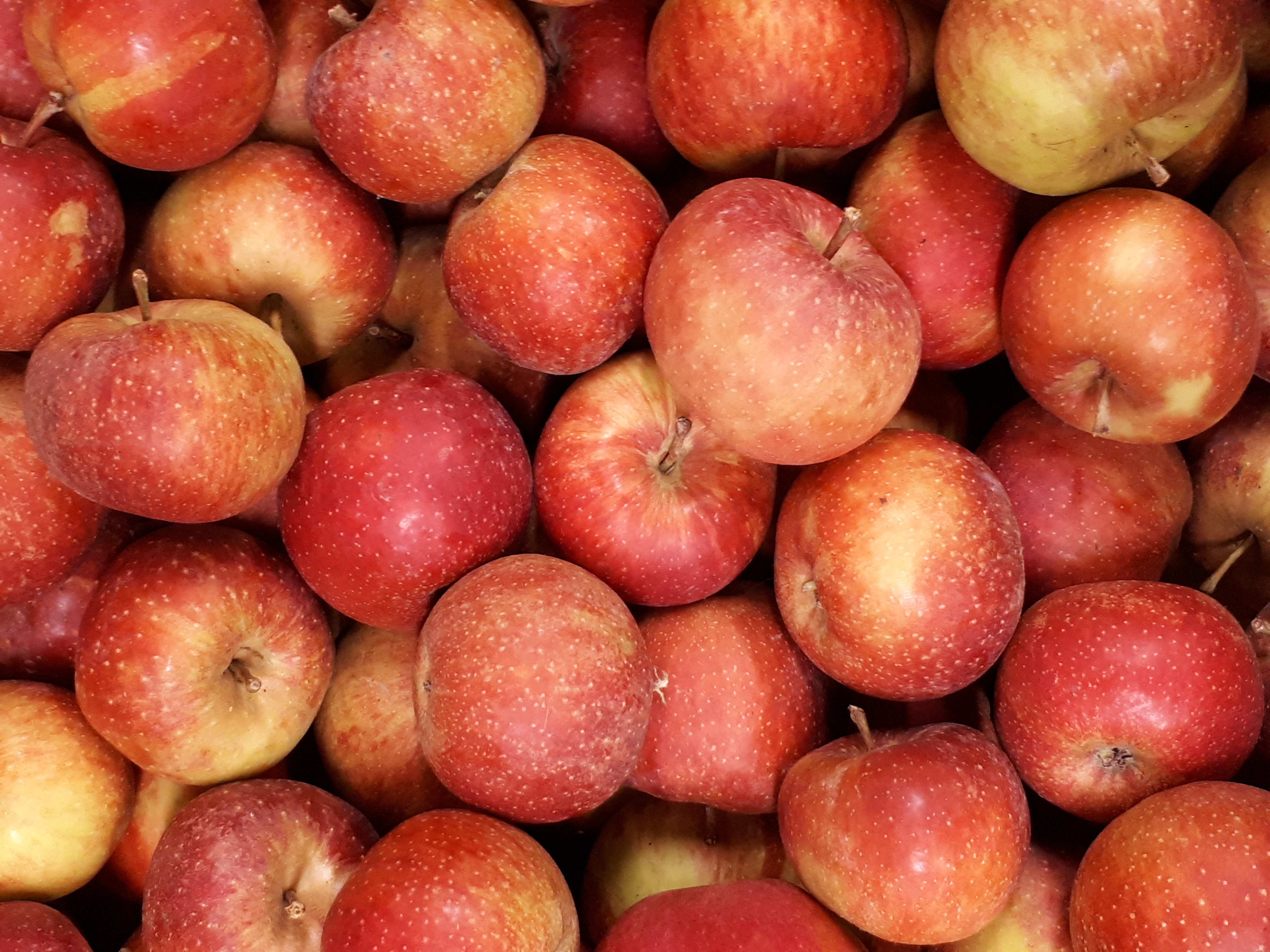 Äpfel Boskoop vom Obsthof Kunz aus Ehrenkirchen-Offnadingen, 1 kg